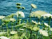 chervil-grassland-plants-flowers-393186.jpg