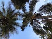 palms-view-sky-tree-nature-614478.jpg