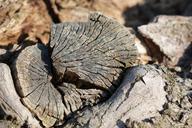 tree_trunk_wood_85.jpg