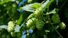 hop-vines-hops-hop-garden-holledau-409870.jpg