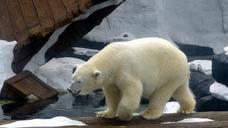 polar-bear-zoo-wildlife-nature-1086011.jpg