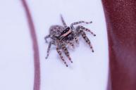 jumping-spiders-insect-macro-spider-1180822.jpg