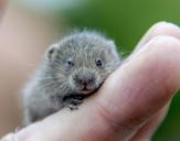 vole-rodents-hamster-animals-426793.jpg