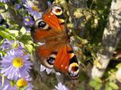 peacock-butterfly-butterfly-insect-484423.jpg