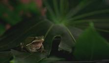 frog-animal-pet-toad-water-515498.jpg