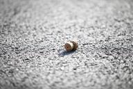 cork-champagne-plug-asphalt-1038398.jpg