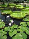 pond-lily-pad-kew-gardens-botanic-500599.jpg