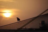 sunset-bird-silhouette-1005784.jpg