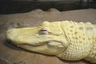 alligator-albino-zoo-white-reptile-573020.jpg