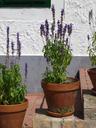 lavender-flowerpot-stone-stairway-340274.jpg