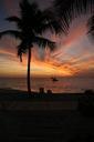 palm-sunset-silhouette-sky-evening-487633.jpg