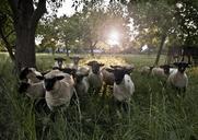 sheep-meadow-green-sun-wool-grass-600246.jpg