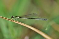 damselfly-insect-insectoid-winged-1565192.jpg