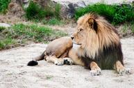 lion-lying-outdoor-rest-1003536.jpg