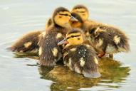 mallard-ducklings-ducks-birds-940513.jpg