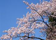 Pink-flowering-tree-in-springtime.jpg