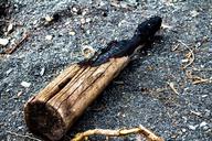 wood-driftwood-burnt-nature-sand-1598525.jpg