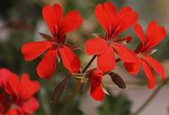 geranium-garden-slopes-with-a-447100.jpg