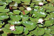 water-lilies-water-flower-lily-456844.jpg