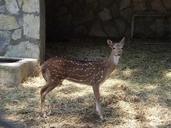 travel-zoo-deer-72458.jpg