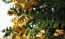 acacia-tree-bloom-leaves-tree-424590.jpg