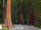 sequoia-trees-sequoia-national-park-53183.jpg