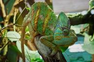 chameleon-lizard-reptile-animal-653643.jpg