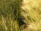 wheat-wheat-field-wheat-spike-spike-8249.jpg