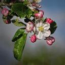 apple-blossom-apple-tree-blossom-694721.jpg