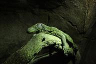 lizard-animal-animal-world-fauna-612593.jpg