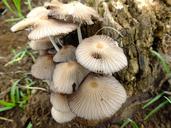 fungi-plant-nature-flora-fungus-1385920.jpg