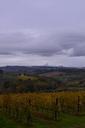 fields-hills-italy-grapes-vineyard-670790.jpg