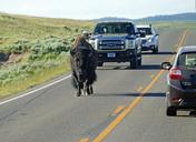 buffalo-bison-wildlife-nature-878922.jpg