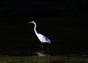 egret-birds-white-herons-wildlife-400994.jpg