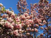 magnolia-flowers-magnolia-blossom-397765.jpg