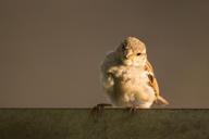 sparrow-cute-bird-nature-animal-472818.jpg