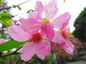 cherry-blossoms-yoshino-y%C4%ABng-flower-683584.jpg