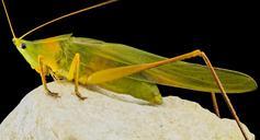 Cone_Head,_U,_Side,_MD,_PG_County_2013-08-23-16.10.05_ZS_PMax.jpg