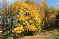 autumn-leaves-fall-foliage-276044.jpg