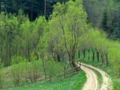 willow-way-country-road-spring-1392656.jpg