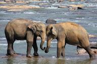 elephant-animals-water-sri-lanka-471480.jpg