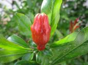 pomegranate-bud-blossom-bloom-1329998.jpg