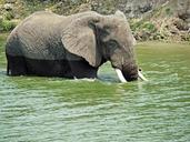 elephant-swim-play-uganda-1535881.jpg