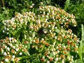 beetle-insect-bug-macro-flowers-87600.jpg