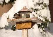 squirrel-winter-animal-snow-581566.jpg