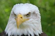 raptor-adler-bald-eagles-62698.jpg