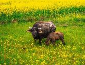 buffalo-china-farmer-field-farm-1308927.jpg