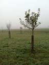 orchard-november-fog-plant-trees-534595.jpg