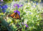 monarch-butterfly-purple-flower-623074.jpg