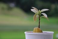 avocado-plant-seed-pot-tree-1488561.jpg